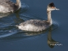 Eared Grebe 10
