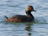 Eared Grebe 02