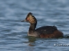 Eared Grebe 03