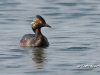 Eared Grebe 04