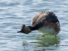 Eared Grebe 05