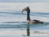Eared Grebe 06