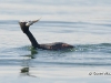 Eared Grebe 07