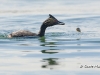 Eared Grebe 08