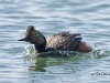 Eared Grebe 09