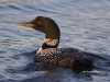 Loon 01