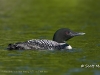Loon 02