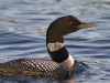 loon-03