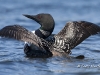 Loon 04