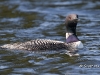 loon-05