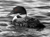 Loon 06