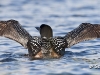 loon-07