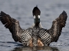 Loon 08