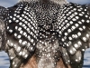 Loon 09