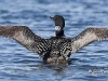 Loon 10