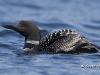 Loon 11