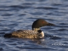 Loon 12