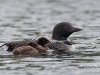 Loon 13