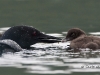 Loon 14