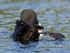Loon 16