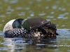Loon 18