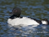 loon-19