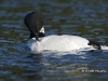 loon-20