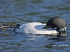 Loon 21