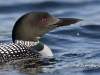 Loon 22
