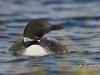 loon-23