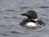 loon-24