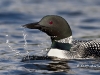Loon 25