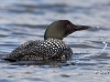 loon-26