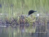 Loon 27