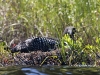 Loon 28