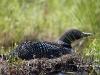 Loon 29