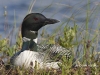 Loon 30