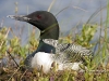 Loon 31