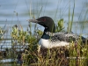 Loon 32