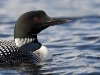 Loon 33
