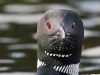 loon-34