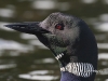 loon-35