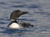 Loon 36