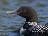 Loon 37