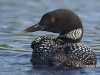 loon-38