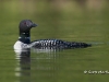 Loon 39