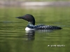 Loon 40
