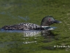 loon-41