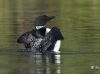 Loon 42