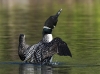 Loon 43
